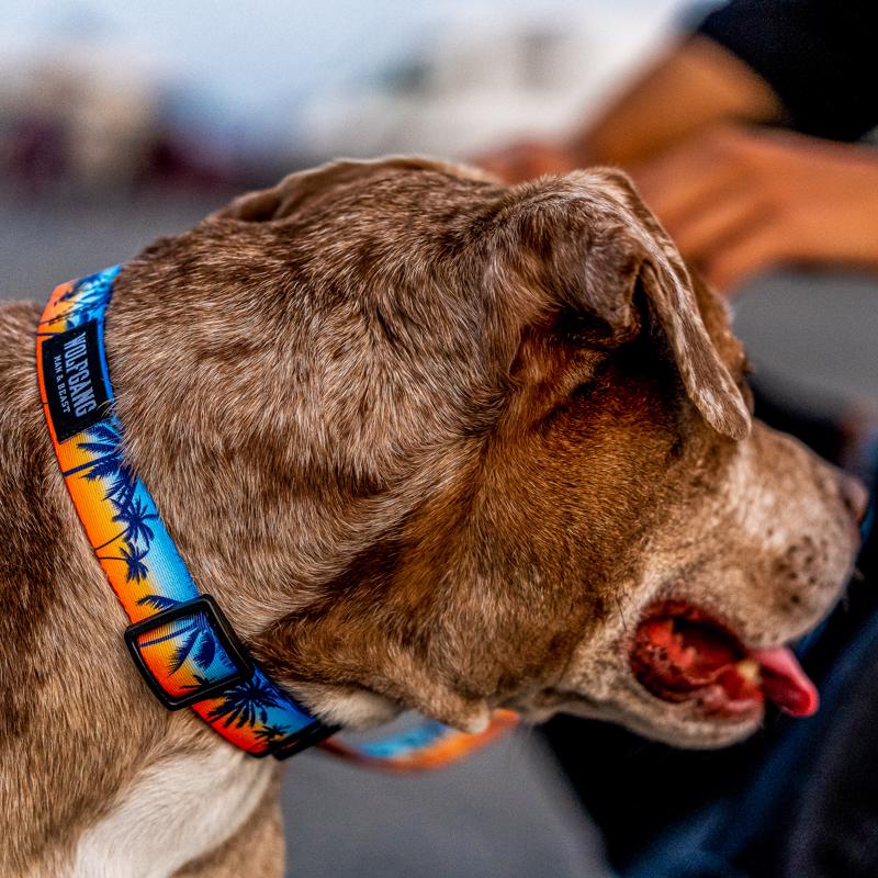 Wolfgang Multicolored Sunset palms Polyester Dog Adjustable Collar Large