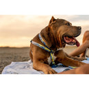 Wolfgang Multicolored DawnPatrol Polyester Dog Adjustable Collar Large