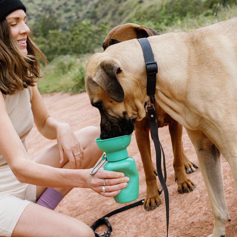 Springer Green Flip Plastic Pet Travel Bottle For Dogs