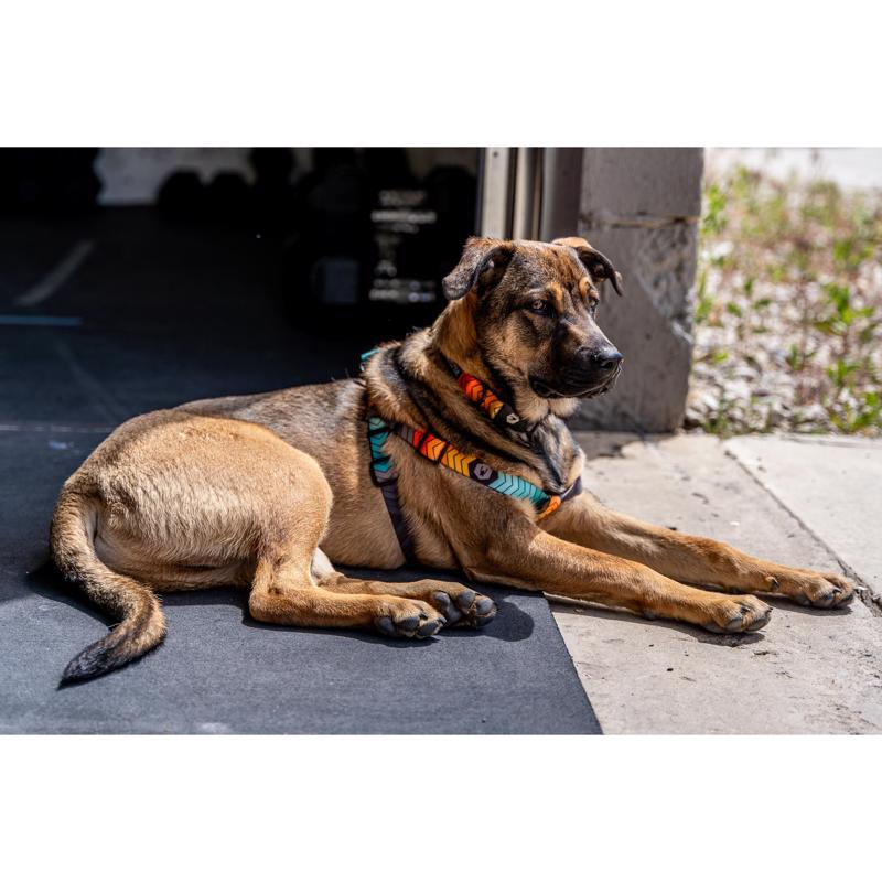 Wolfgang Multicolored ChevTech Polyester Dog Collar Small