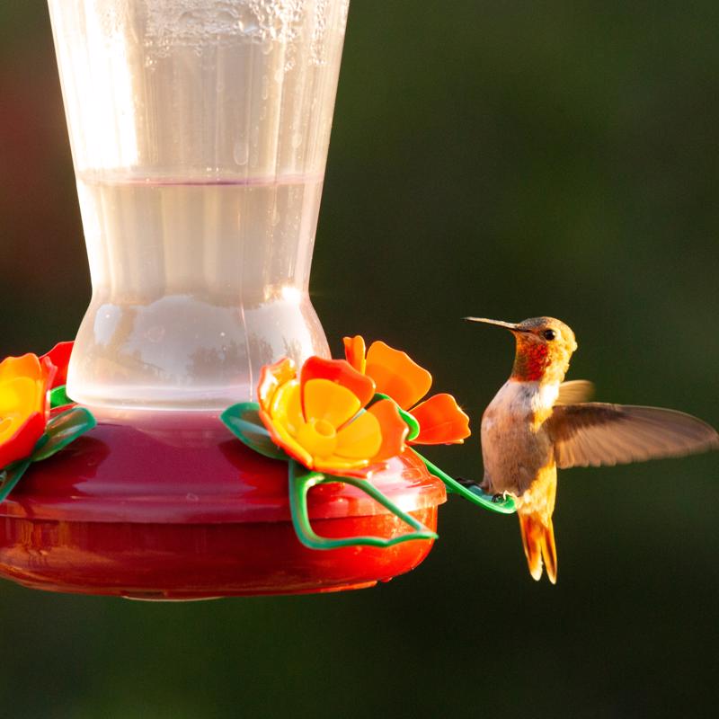 More Birds Hummingbird 25 oz Plastic Nectar Bird Feeder 4 ports