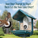 Bird Buddy 4 cups Plastic Perch Extender Smart-Enabled Smart Solar Camera Bird Feeder 1 ports