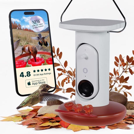 Bird Buddy Hummingbird 1.75 cups Plastic Smart-Enabled Smart Solar Camera Bird Feeder 3 ports