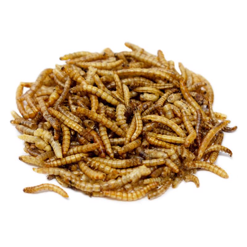 Chirp Mealworms Wild Bird Food 16 oz