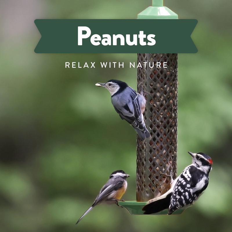 Chirp Pure Seed Peanuts Wild Bird Food 8 lb