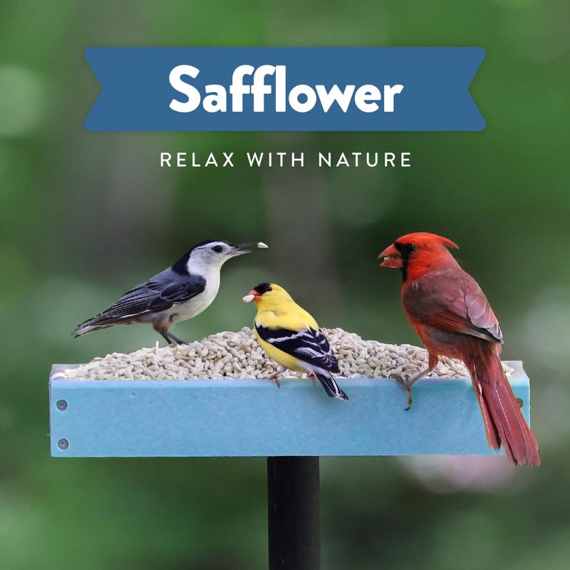 Chirp Pure Seed Safflower Seeds Wild Bird Food 20 lb