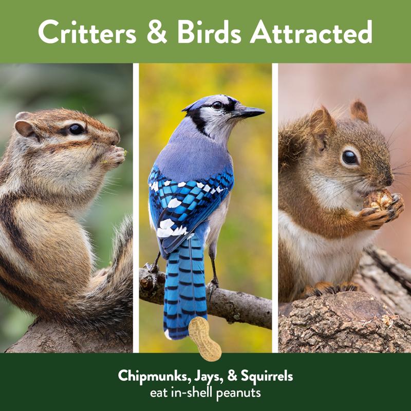 Chirp Pure Seed In-Shell Peanuts Wild Bird Food 8 lb