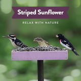 Chirp Pure Seed Striped Sunflower Seed Wild Bird Food 10 lb