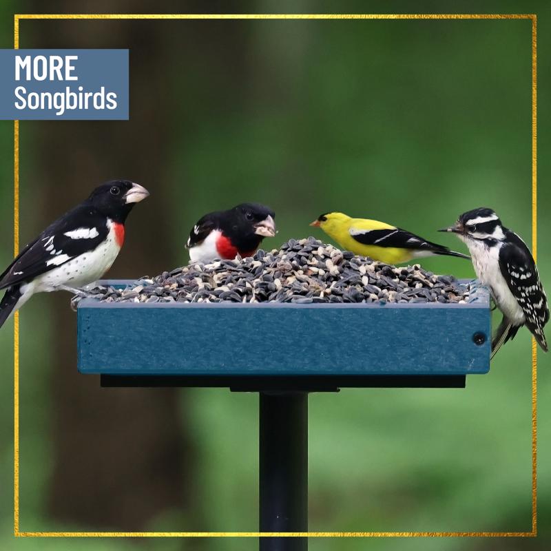 Chirp Max Attract Max Songbird Wild Bird Food 2.5 lb