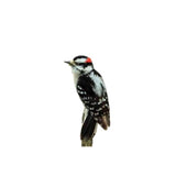 Chirp Woodpecker Suet Mixed Seed Suet 11 oz