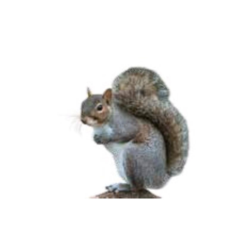 Chirp Sweet Corn Squirrel Log Corn Squirrel Food 32 oz
