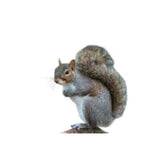 Chirp Sweet Corn Squirrel Log Corn Squirrel Food 32 oz