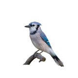 Chirp Peanut Suet Peanut Suet 11 oz