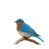 Chirp Bluebird Suet Nuggets Roasted Peanut Suet Nuggets 27 oz
