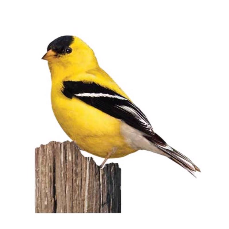 Chirp Sunflower Nuggets Sunflower Suet Nuggets 27 oz