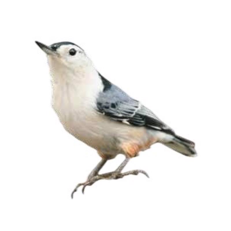 Chirp Peanut Ready to Use Peanut Log Peanut Suet 16 oz