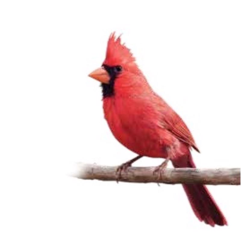 Chirp Nut and Berry No Melt Suet Nut and Berry Suet 10.75 oz