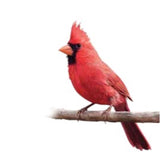 Chirp Nut and Berry No Melt Suet Nut and Berry Suet 10.75 oz