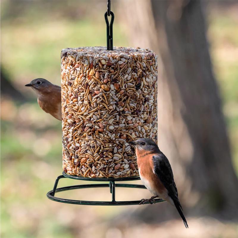 Birds Choice 5 lb Metal Seed Cylinder Hanging Bird Feeder