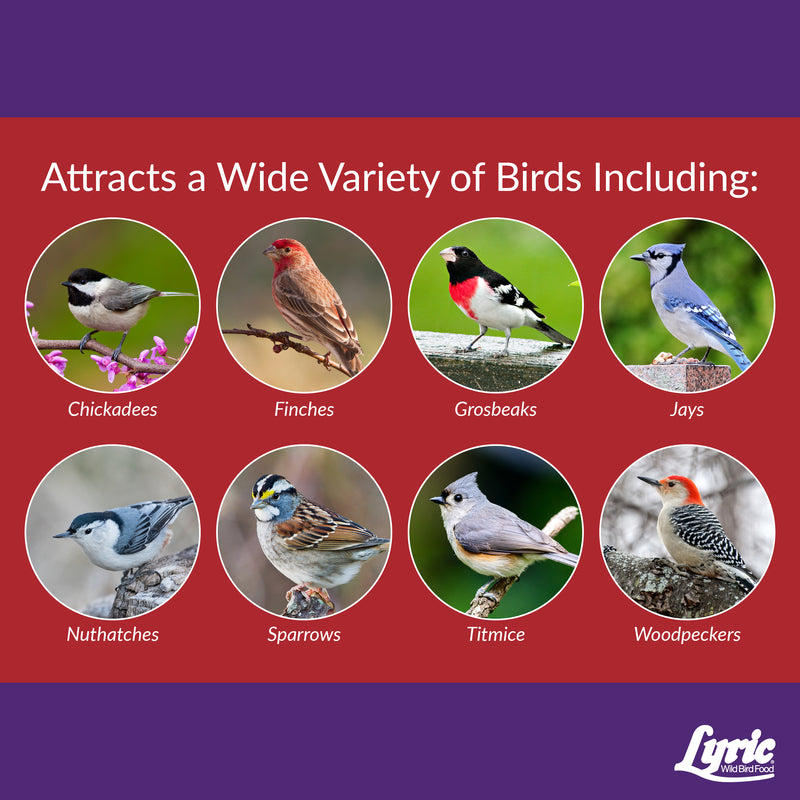 Lyric Delite Chickadee Peanut Pieces Wild Bird Food 5 lb