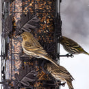 Perky-Pet Squirrel-Be-Gone Wild Bird 8 lb Metal/Plastic Bird Feeder 9 ports