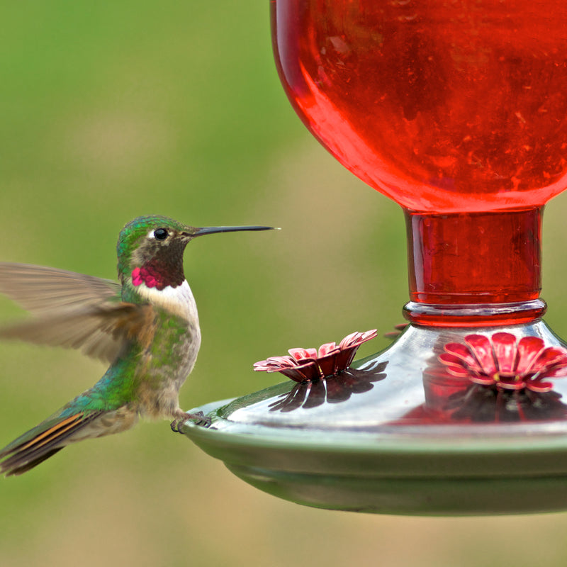 Perky-Pet Hummingbird 16 oz Glass/Metal/Plastic Nectar Feeder 4 ports