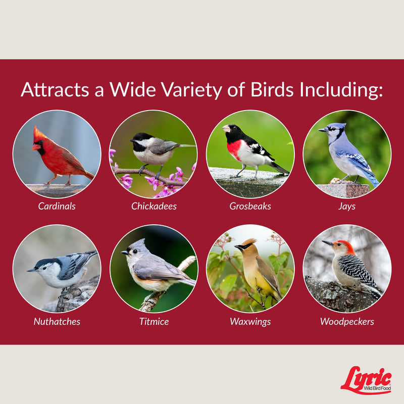 Lyric Assorted Species Fruits and Nuts Wild Bird Food 5 lb