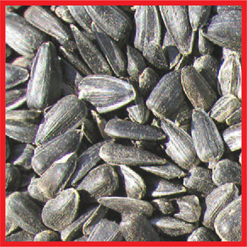 Cole's Assorted Species Black Oil Sunflower Wild Bird Food 8 lb