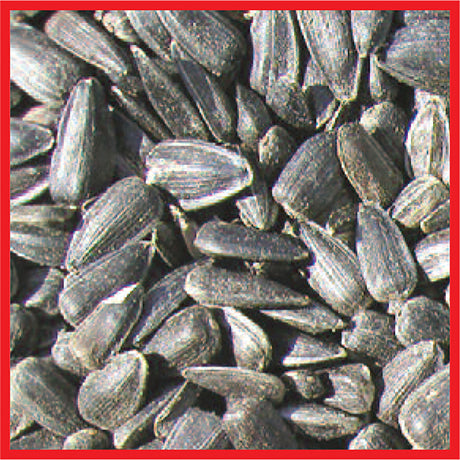 Cole's Assorted Species Black Oil Sunflower Wild Bird Food 8 lb