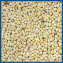 Cole's Assorted Species White Millet Wild Bird Food 20 lb