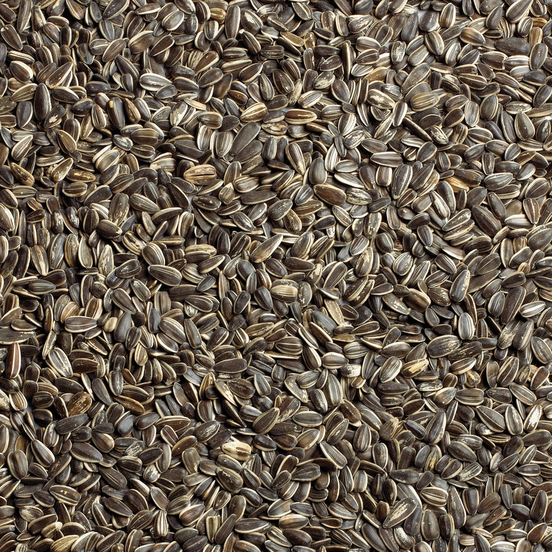 Ace Songbird Striped Sunflower Seed Wild Bird Food 5 lb