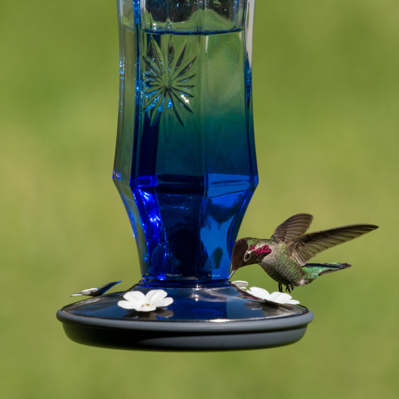 Perky-Pet Hummingbird 16 oz Glass/Metal Nectar Feeder 4 ports