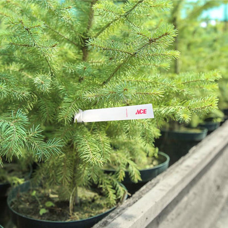 ACE TREE TAGS 1"X8-1/2"