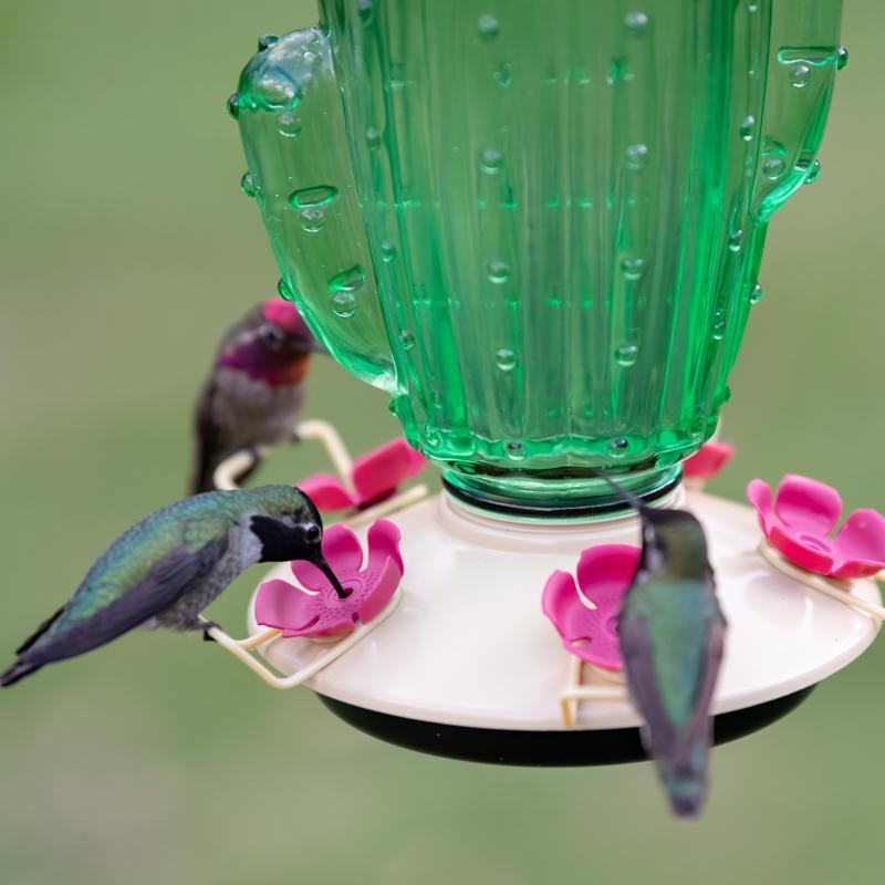 Perky-Pet Hummingbird 32 oz Glass/Metal Cactus Top-Fill Bird Feeder 5 ports