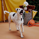 Bark Multicolored Plush Majestic Marty Dog Toy 1 pk