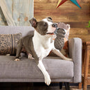 Bark Brown Plush PB Beaver Dog Toy 1 pk