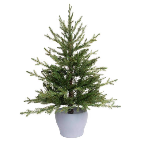 CMAS FRASER FIR PTTED 3'