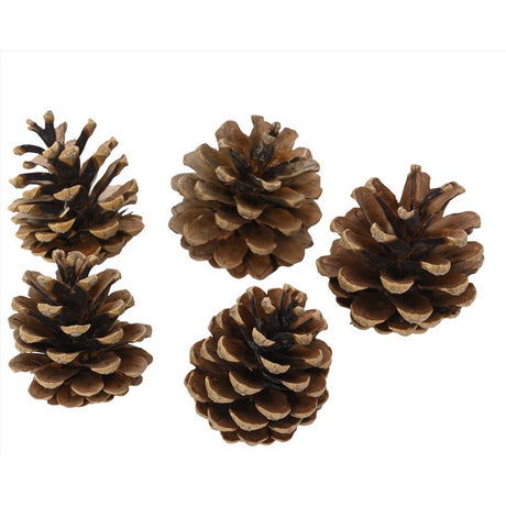 CMAS PINECONE NTRL 5PC