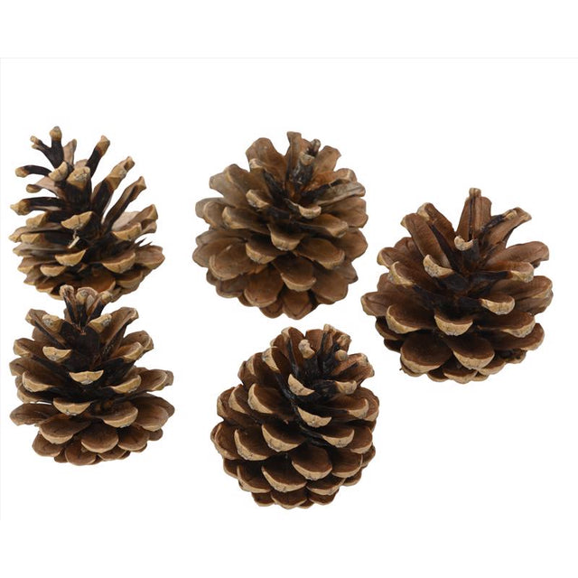 CMAS PINECONE NTRL 5PC