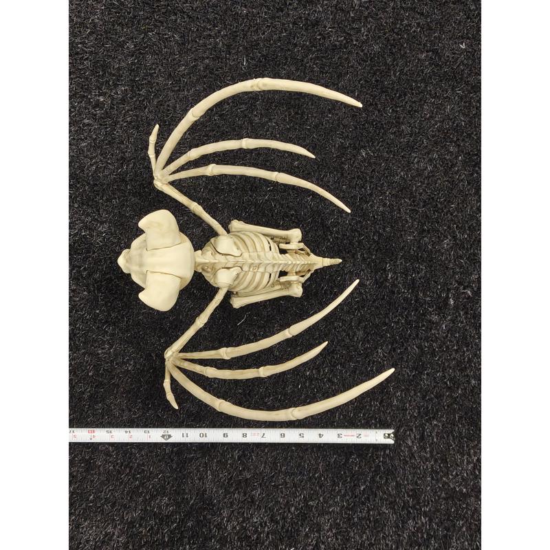 Decra Lite Skeleton Bat Halloween Decor