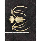Decra Lite Skeleton Bat Halloween Decor