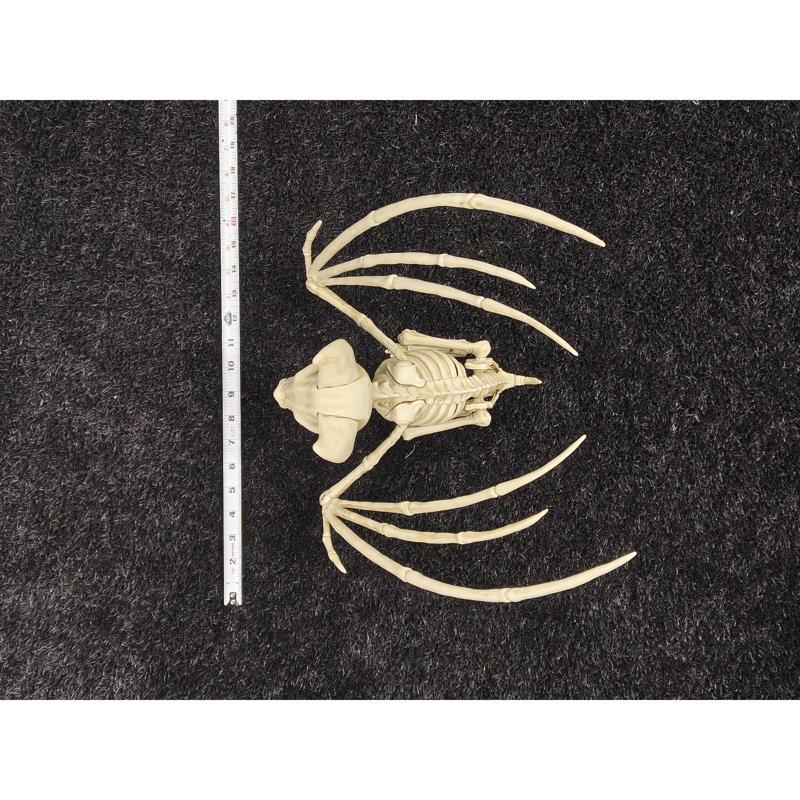 Decra Lite Skeleton Bat Halloween Decor