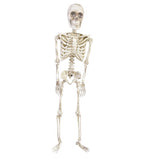 Fun World 36 in. Articulated Skeleton Halloween Decor