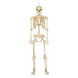 Seasons 60 in. Skeleton Halloween Decor