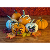 Signature Brands Halloween Pumpkin Science Kit