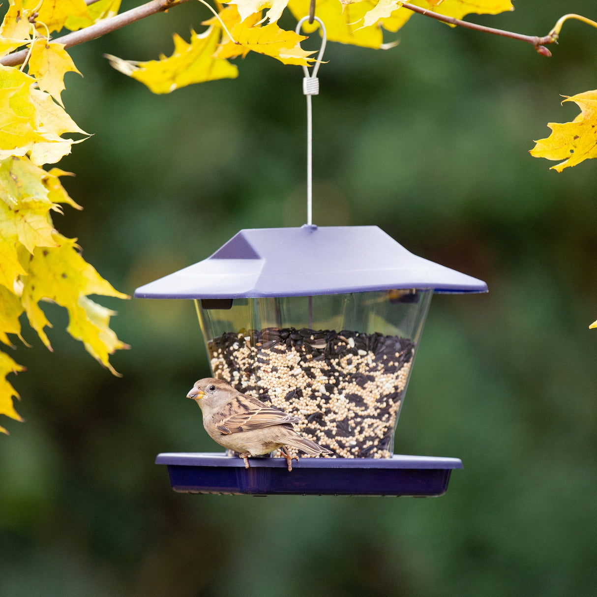 More Birds Perky-Pet Wild Bird 1.7 lb Plastic Hopper Bird Feeder